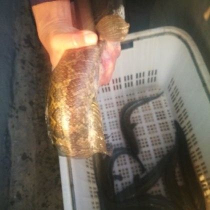 黑龍魚一條多少錢一斤 黑龍魚一條多少錢一斤 龍魚百科 第1張