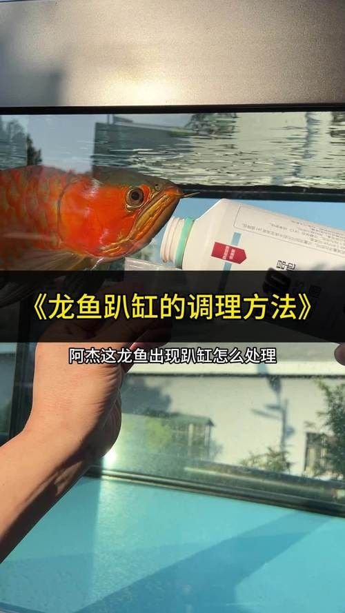 龍魚老爬缸怎么辦