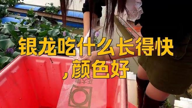 飼養銀龍魚