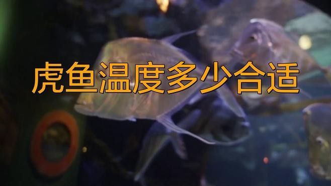 龍魚虎魚水溫多少適合換水 龍魚虎魚水溫多少適合換水 龍魚百科 第1張