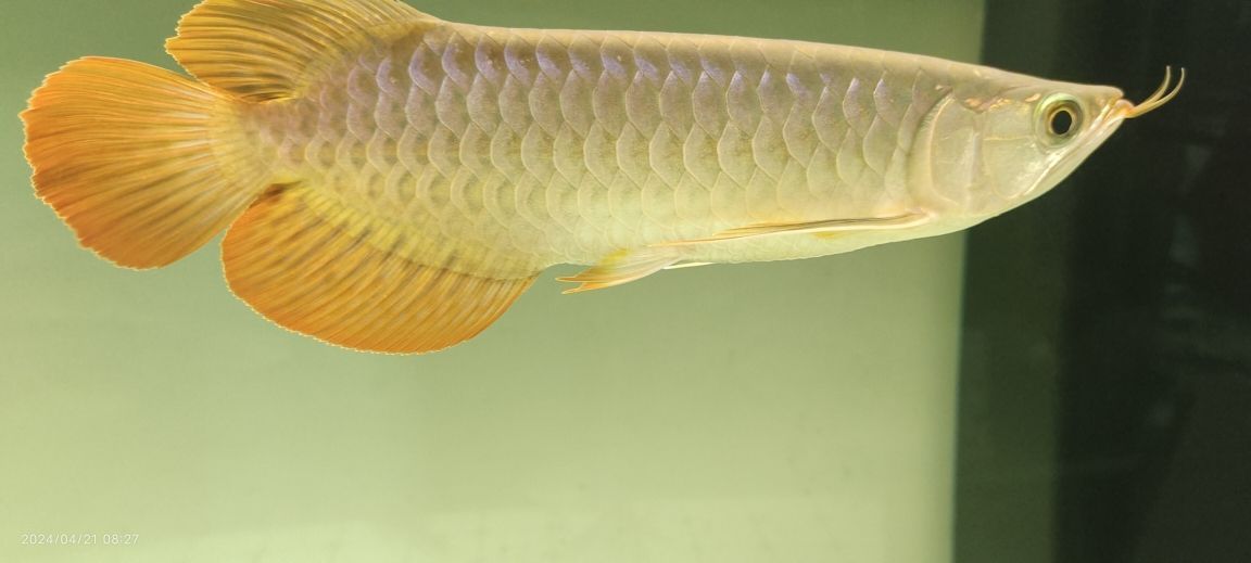 龍魚養(yǎng)殖基地在哪里：龍魚養(yǎng)殖基地位置 龍魚養(yǎng)殖基地在哪里：龍魚養(yǎng)殖基地位置 龍魚百科