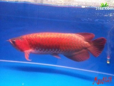 紅龍魚養殖場(印尼紅龍魚養殖場選址指南) 龍魚百科 第3張 紅龍魚養殖場(印尼紅龍魚養殖場選址指南) 紅龍魚養殖場(印尼紅龍魚養殖場選址指南) 龍魚百科 第3張