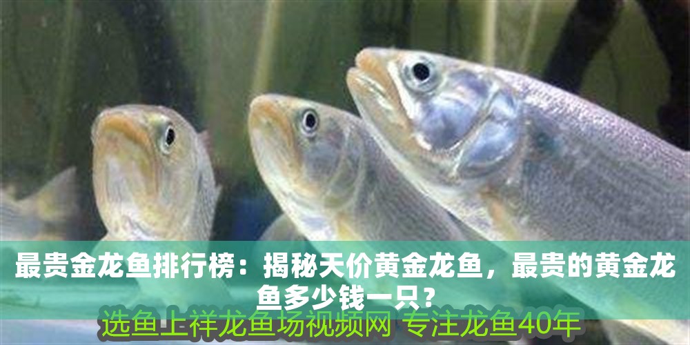 最貴金龍魚排行榜：揭秘天價黃金龍魚，最貴的黃金龍魚多少錢一只？ 最貴金龍魚排行榜：揭秘天價黃金龍魚，最貴的黃金龍魚多少錢一只？ 龍魚百科 第1張