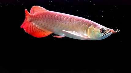 龍魚用什么底色（龍魚底色與飼養(yǎng)技巧龍魚底色與飼養(yǎng)技巧）