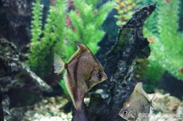 長(zhǎng)1米寬60的魚缸好看嗎（長(zhǎng)1米寬60厘米的魚缸適合養(yǎng)哪些魚）