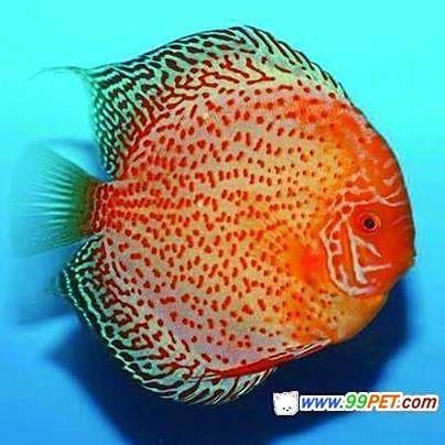 龍魚鰓蓋起水泡會死嗎？ 龍魚鰓蓋起水泡會死嗎？ 龍魚百科 第7張