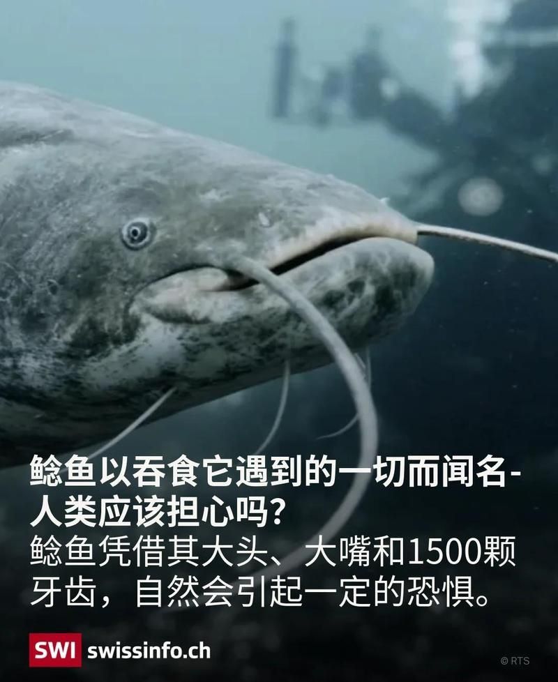奶牛鯰魚有攻擊性嗎