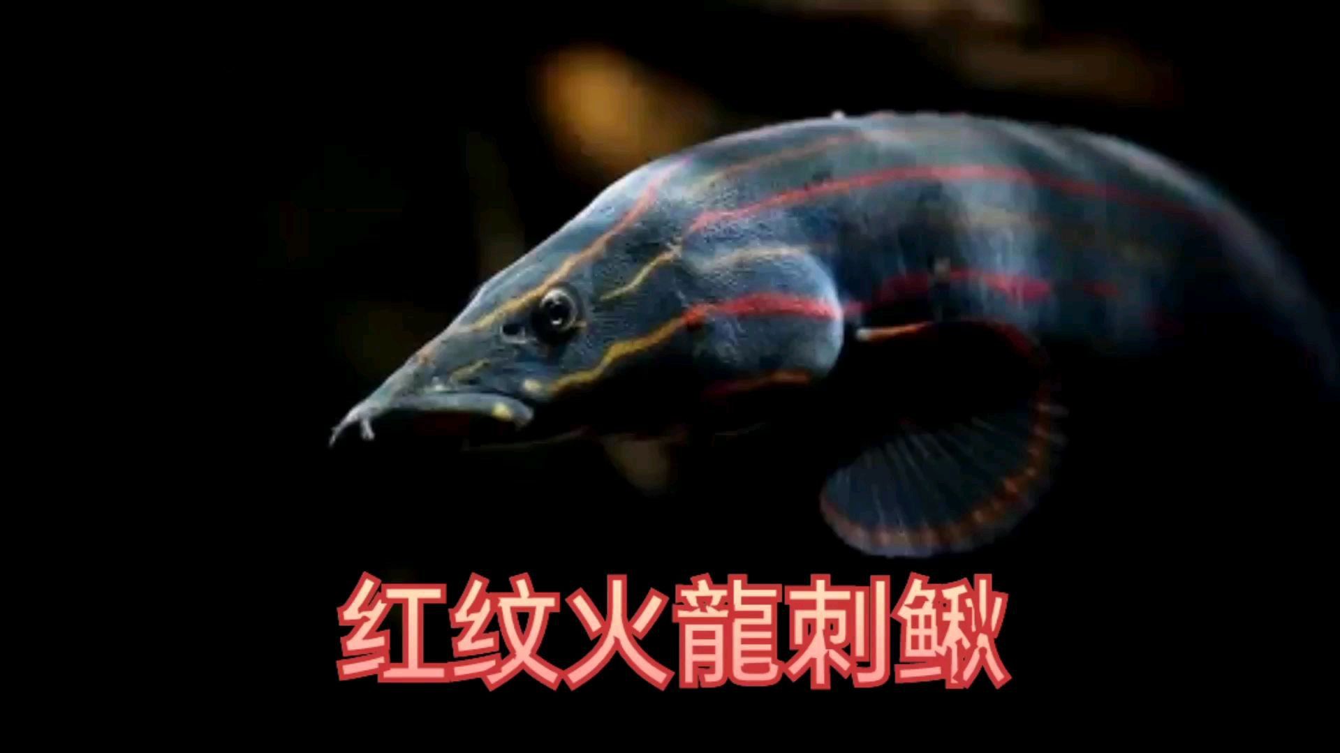 火龍魚生活在哪里