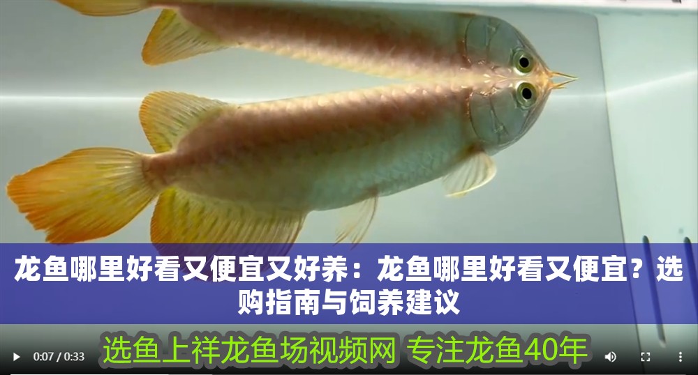 龍魚哪里好看又便宜又好養：龍魚哪里好看又便宜？選購指南與飼養建議