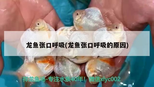 龍魚在水里不停的張嘴：龍魚在水里不停地張嘴是怎么回事