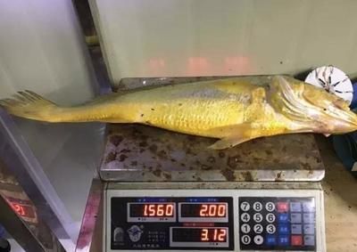 揭陽金龍魚代理人【如何成為揭陽金龍魚代理人】 揭陽金龍魚代理人【如何成為揭陽金龍魚代理人】 龍魚百科 第2張
