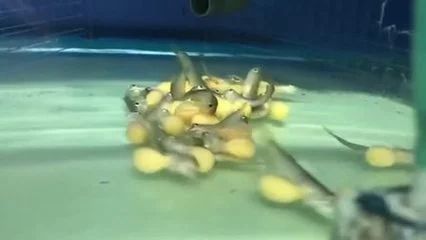 龍魚肚子有蛋怎么辦：發現龍魚肚子中有蛋時，處理方法取決于蛋的狀態和龍魚的性別