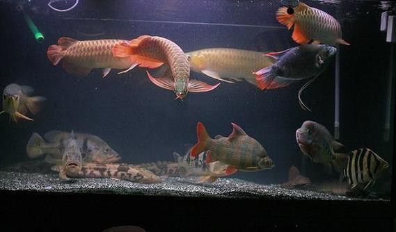 戰(zhàn)船魚可以和龍魚混養(yǎng)嗎圖片大全