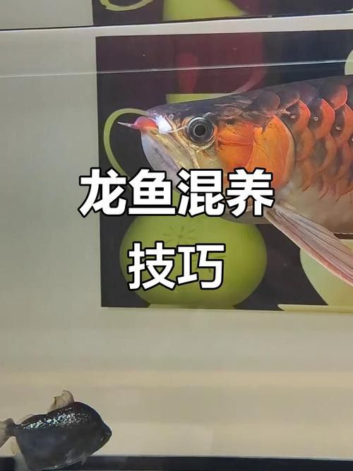 戰(zhàn)船魚可以和龍魚混養(yǎng)嗎圖片大全