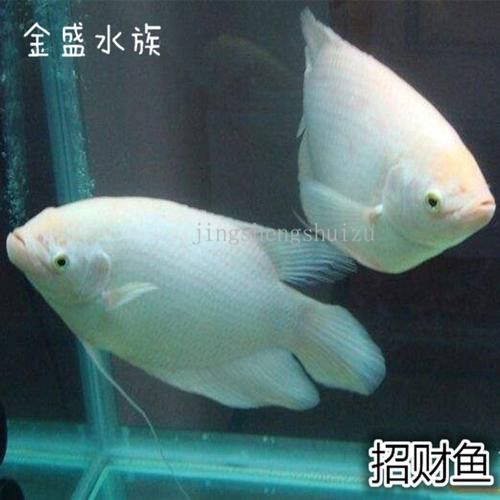 戰(zhàn)船魚可以和龍魚混養(yǎng)嗎圖片大全