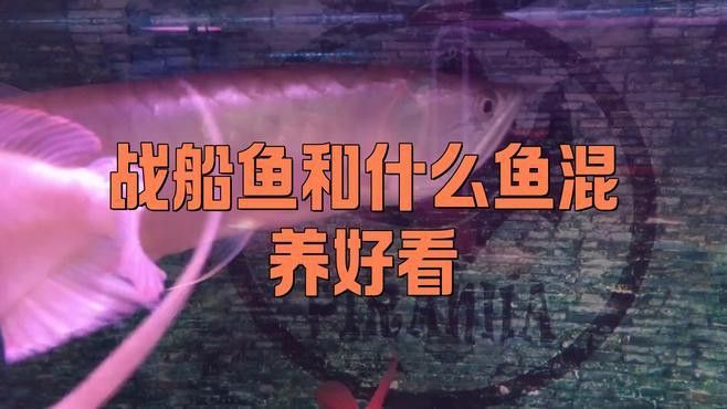 戰(zhàn)船魚可以和龍魚混養(yǎng)嗎圖片大全