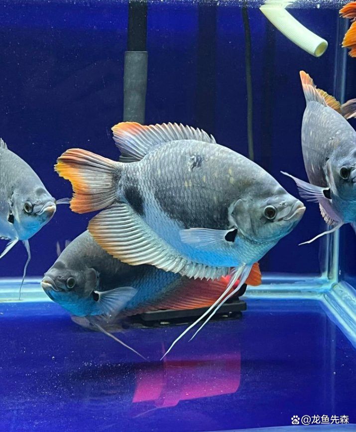 戰(zhàn)船魚可以和龍魚混養(yǎng)嗎圖片大全