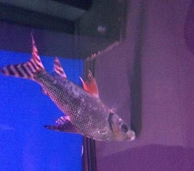 飛鳳吸龍魚：飛鳳吸龍魚主要是因為龍魚受傷、生病或是身體出現(xiàn)了細菌和寄生蟲