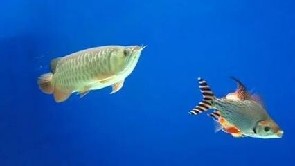飛鳳吸龍魚：飛鳳吸龍魚主要是因為龍魚受傷、生病或是身體出現(xiàn)了細菌和寄生蟲