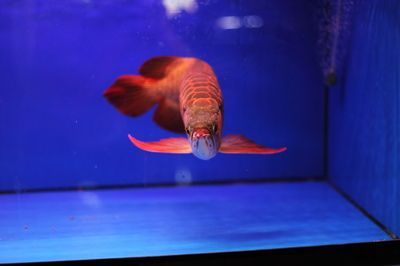紅龍魚喂林蛙好嗎（紅龍魚吃林蛙好嗎_龍魚學堂）