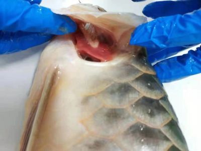 治療龍魚腸炎的最好藥物是什么藥物治療龍魚腸炎的最好藥物是什么：治療龍魚腸炎最好的藥物是什么藥