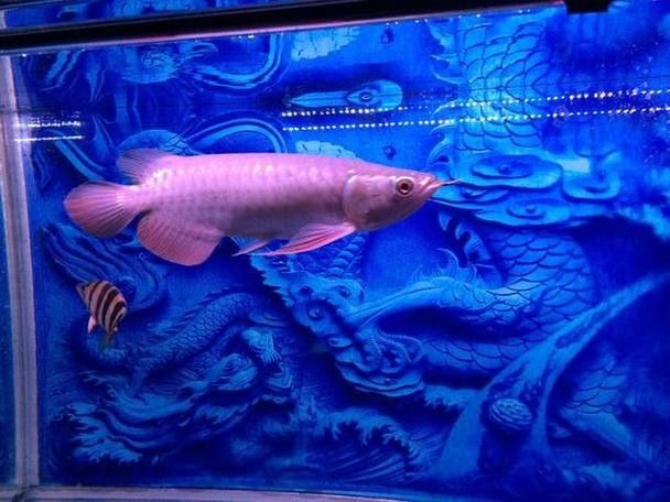龍魚尾巴向下傾斜