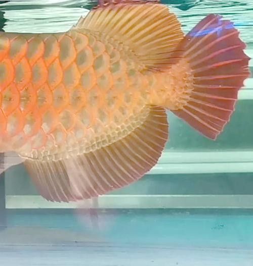 龍魚尾巴向下傾斜