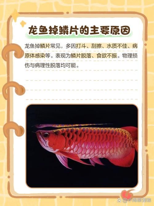 龍魚尾巴向下傾斜