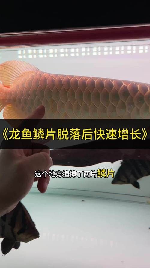 龍魚尾巴向下傾斜