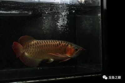 龍魚愛吃啥（龍魚是肉食性魚類，飼養(yǎng)者需要多給它們投喂一些動物性飼料） 龍魚愛吃啥（龍魚是肉食性魚類，飼養(yǎng)者需要多給它們投喂一些動物性飼料） 龍魚百科 第4張