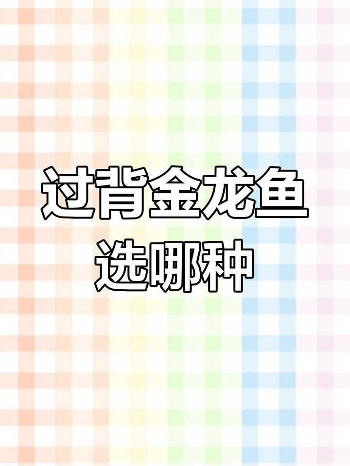 如何辨別優質過背金龍魚
