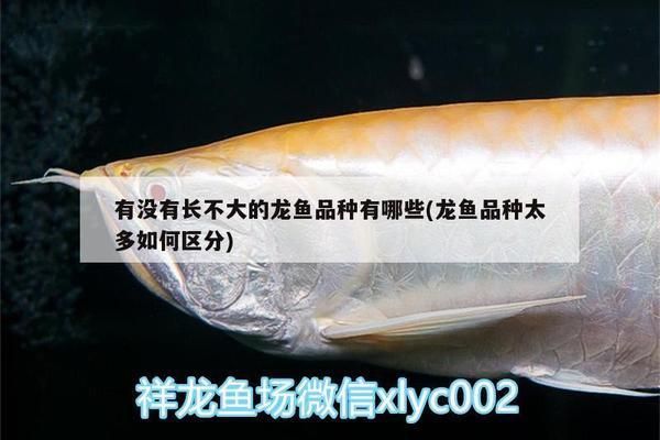 龍魚品種的區分圖：龍魚品種區分
