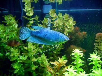 龍魚能和七星刀魚養(yǎng)一起嗎：龍魚能與七星刀魚混養(yǎng)在一起以增添樂趣和觀賞價值