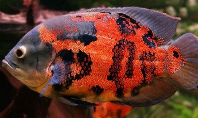 龍魚能和七星刀魚養(yǎng)一起嗎：龍魚能與七星刀魚混養(yǎng)在一起以增添樂趣和觀賞價值