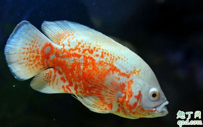 龍魚能和七星刀魚養(yǎng)一起嗎：龍魚能與七星刀魚混養(yǎng)在一起以增添樂趣和觀賞價值