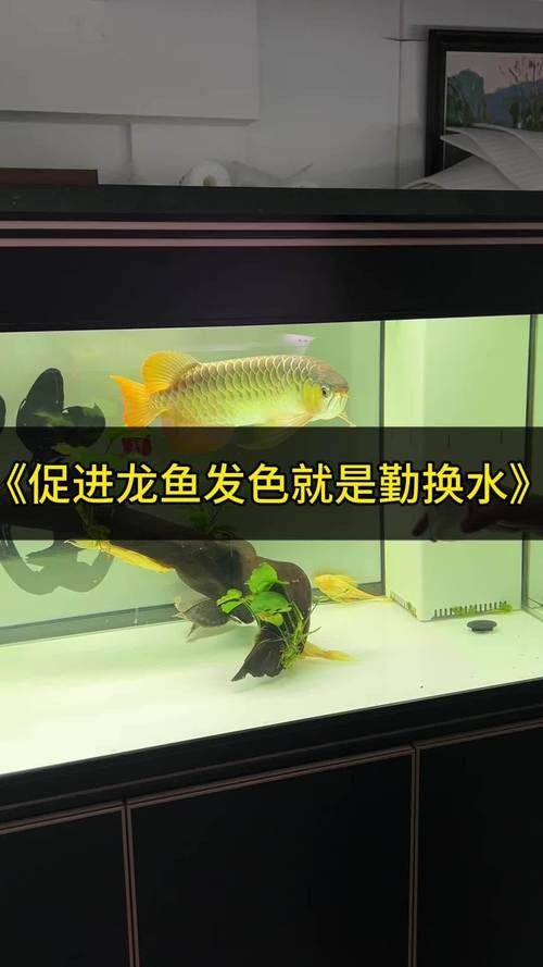 紅龍魚膽小 紅龍魚膽小 龍魚百科 第23張
