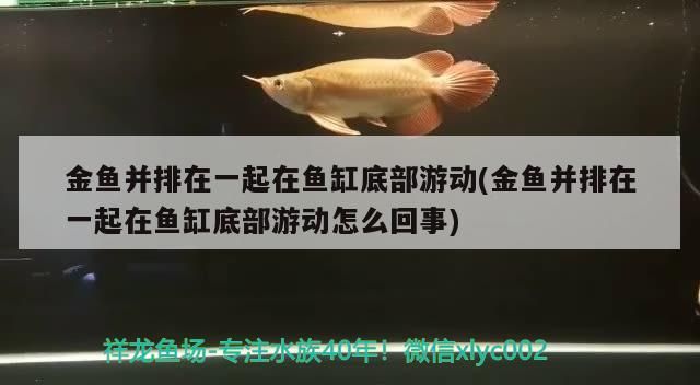 金魚并排在一起在魚缸底部游動(金魚并排在一起在魚缸底部游動怎么回事)