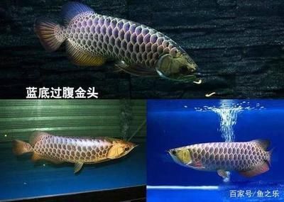 龍魚背部（龍魚背部的鱗片發黑的急救措施龍魚鱗片發黑的急救措施）