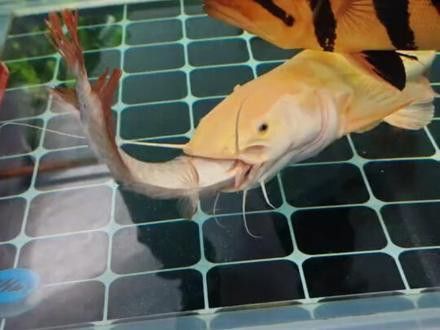 大型招財魚和龍魚混養的視頻大全