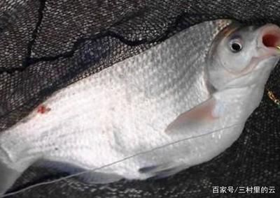 龍魚眼充血怎么治（龍魚眼充血可能由多種因素引起，治療方法需要根據(jù)不同原因進(jìn)行調(diào)整） 龍魚眼充血怎么治（龍魚眼充血可能由多種因素引起，治療方法需要根據(jù)不同原因進(jìn)行調(diào)整） 龍魚百科 第1張