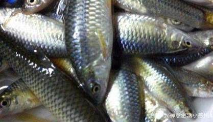 龍魚眼充血怎么治（龍魚眼充血可能由多種因素引起，治療方法需要根據(jù)不同原因進(jìn)行調(diào)整） 龍魚眼充血怎么治（龍魚眼充血可能由多種因素引起，治療方法需要根據(jù)不同原因進(jìn)行調(diào)整） 龍魚百科 第3張