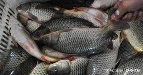龍魚眼充血怎么治（龍魚眼充血可能由多種因素引起，治療方法需要根據(jù)不同原因進(jìn)行調(diào)整） 龍魚眼充血怎么治（龍魚眼充血可能由多種因素引起，治療方法需要根據(jù)不同原因進(jìn)行調(diào)整） 龍魚百科 第5張