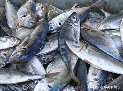 龍魚眼充血怎么治（龍魚眼充血可能由多種因素引起，治療方法需要根據(jù)不同原因進(jìn)行調(diào)整） 龍魚眼充血怎么治（龍魚眼充血可能由多種因素引起，治療方法需要根據(jù)不同原因進(jìn)行調(diào)整） 龍魚百科 第4張