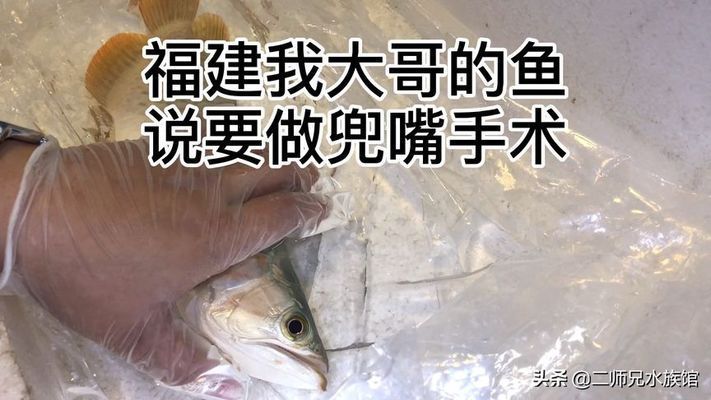 紅龍魚ph值多少發色好養：紅龍魚的理想ph值多少