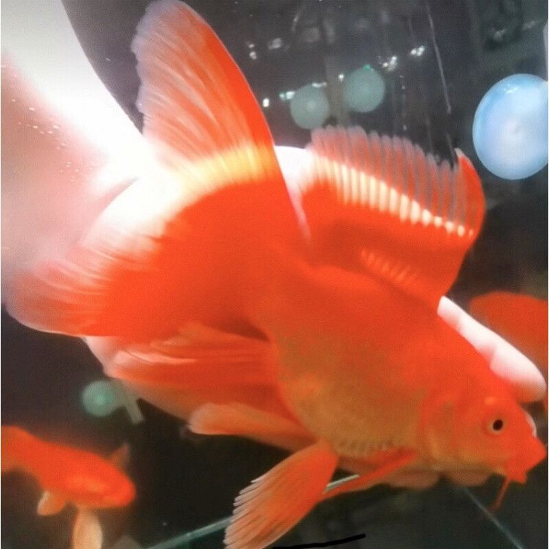 龍魚混養蝴蝶鯉好看嗎：龍魚和蝴蝶鯉混養好看嗎
