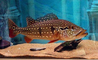 龍魚可以和帝王三間混養(yǎng)嗎：如何鑒別帝王三間的雌雄,混養(yǎng)龍魚和帝王三間的注意事項