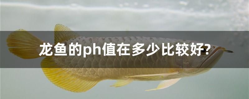 龍魚可以和帝王三間混養(yǎng)嗎：如何鑒別帝王三間的雌雄,混養(yǎng)龍魚和帝王三間的注意事項