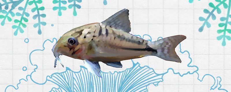 龍魚(yú)可以和帝王三間混養(yǎng)嗎：如何鑒別帝王三間的雌雄,混養(yǎng)龍魚(yú)和帝王三間的注意事項(xiàng)