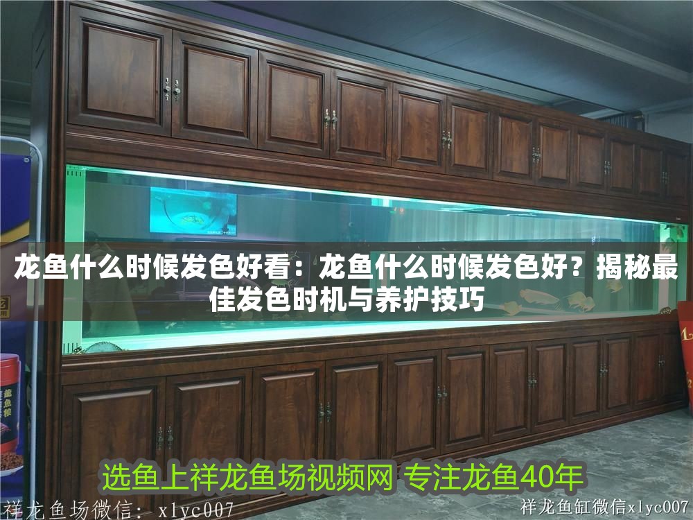 龍魚什么時候發色好看：龍魚什么時候發色好？揭秘最佳發色時機與養護技巧