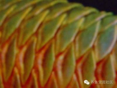 龍魚鱗片翹起來(lái)一塊：龍魚水質(zhì)管理指南，